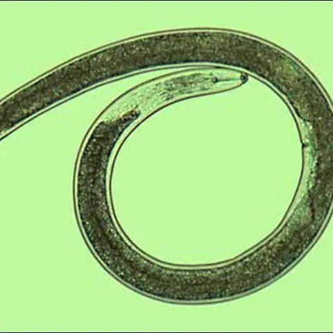 thumbnail for publication: Lance Nematode, Hoplolaimus galeatus (Cobb, 1913) Thorne, 1935 (Nematoda: Secernentea: Tylenchida: Tylenchoidea: Hoplolaimidae)